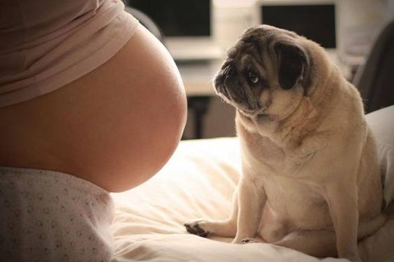 Det kan vara fördelaktigt att ha en hund under graviditeten