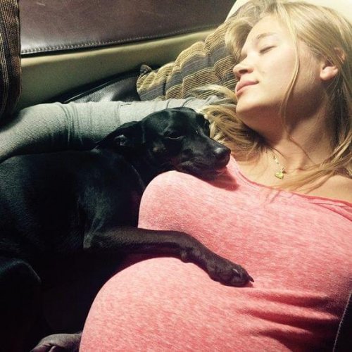 Hund med gravid kvinna