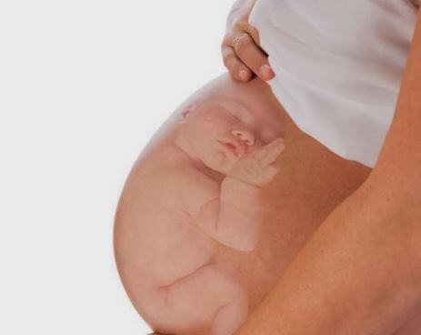 gravid
