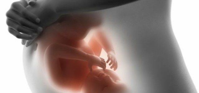 Din bebis utveckling i livmodern, månad för månad
