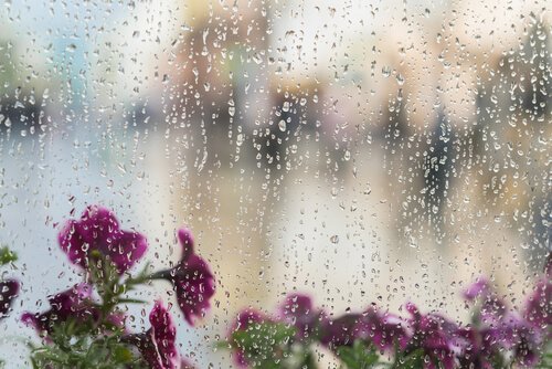 Blommor och regn.