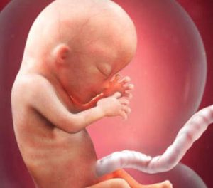 Den 13:e veckan av graviditeten