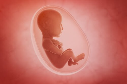 Illustration av foster i livmodern