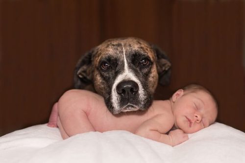 hund och nyfödd bebis