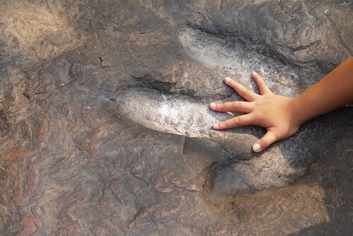 Barnhand på fossil av dinosauriefot