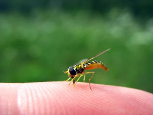 Getingar: Hur du förebygger och behandlar stick