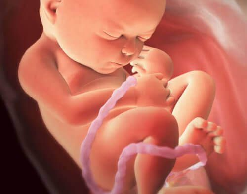 illustration av foster i livmodern