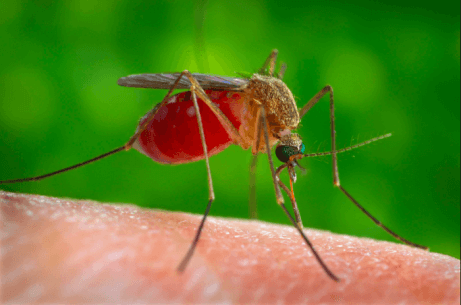 Mygga som suger blod.