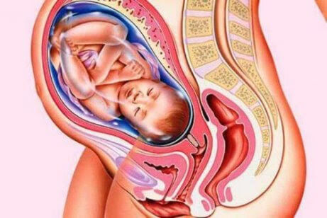 illustration av fullgånget foster i livmodern
