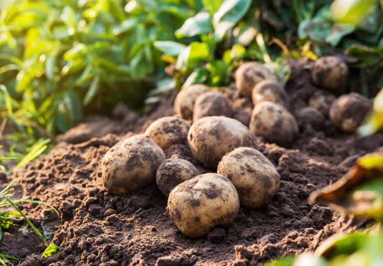 potatis direkt ur jorden