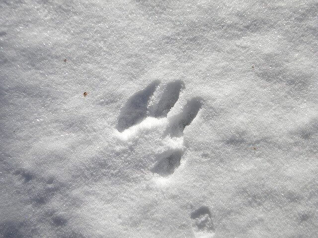 spår i snön