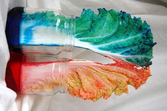 Experiment med kål sittandes i färg.