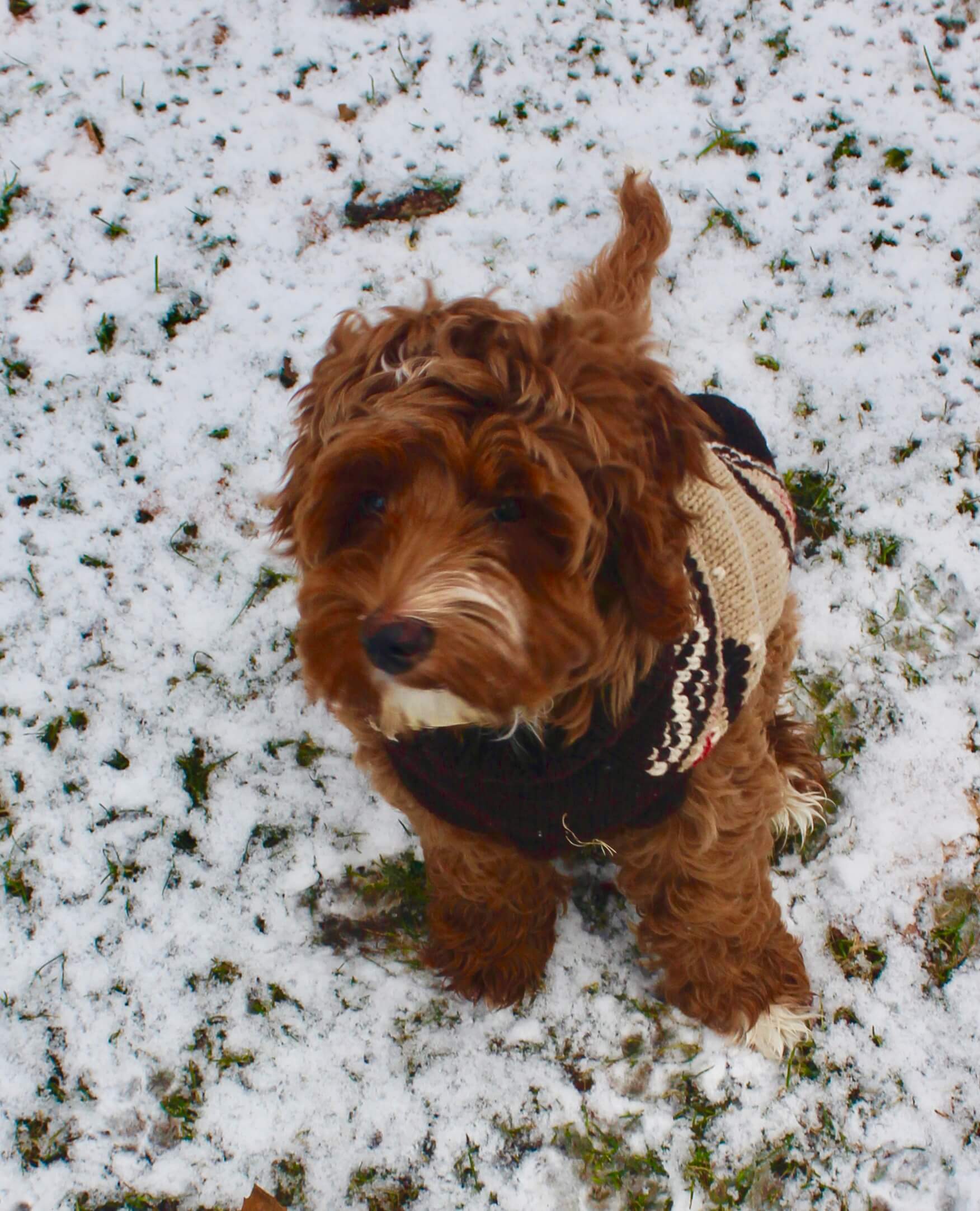 de bästa småhundarna för barn: blandras i snö
