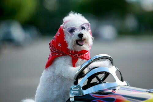 småhund med sjal och glasögon i leksaksbil