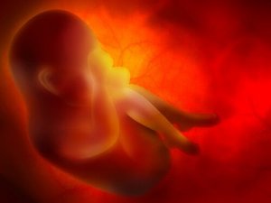 Moderkakan: Organet som ger din bebis näring