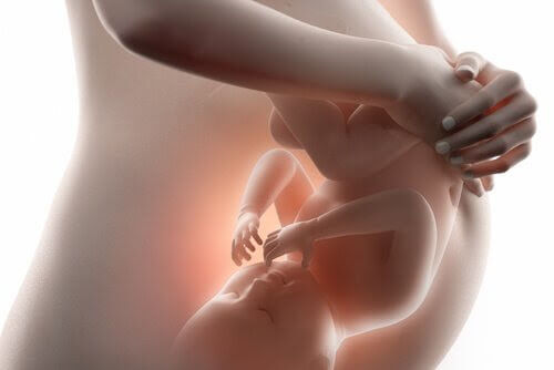 foster i den 20:e veckan av graviditeten