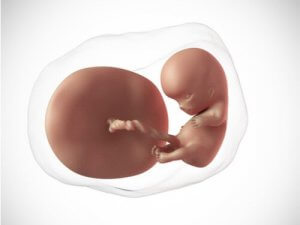 Vad händer under vecka 10 av graviditeten?