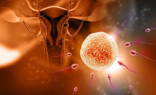 illustration av befruktning: spermier möter ägg