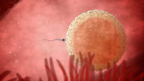 illustration av befruktning: spermier möter ägg