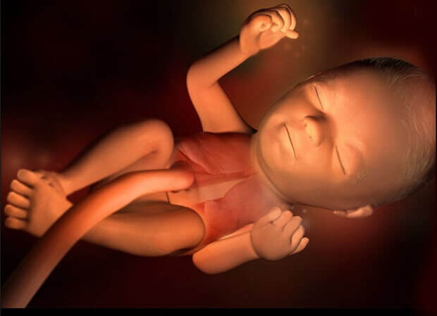 foster i den 24:e veckan av graviditeten