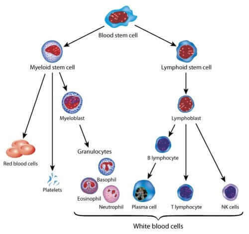 leukemi: stamcell som ger upphov till blodets olika celler