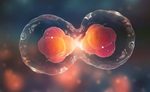 Livets byggstenar: Cellcykeln