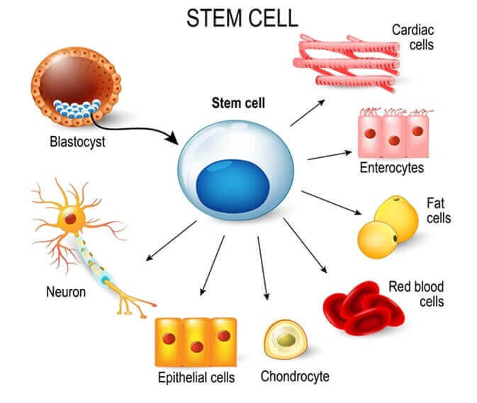 stamceller för barn