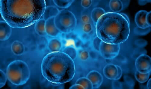 Hur man förklarar stamceller för barn