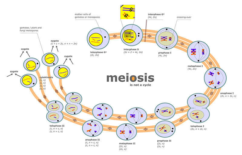 Meios