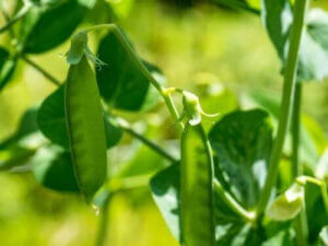 En enkel förklaring av Mendels lagar
