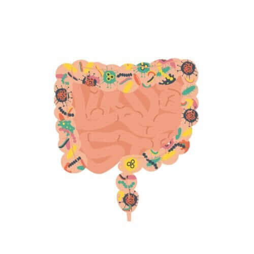 fekal transplantation: tarmar