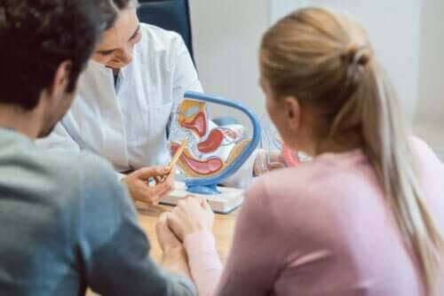 inte kan bli gravid: doktor visar par en modell av de kvinnliga reproduktionsorganen