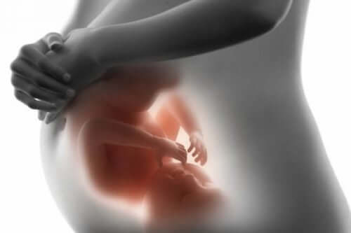 Ta reda på vad din baby gör i livmodern