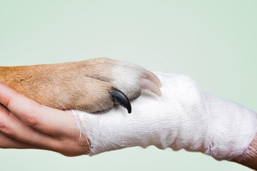 Hundassisterad terapi för tonåringar: vad du behöver veta