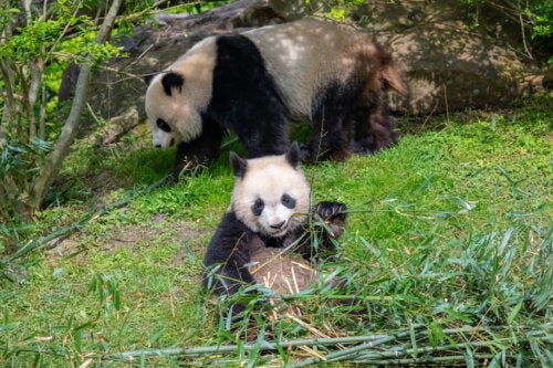 Pandaföräldraskap, en ny form av föräldraskap